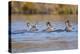 Wyoming, Sublette Co, Mule Deer Does and Fawn Swimming across a Lake-Elizabeth Boehm-Premier Image Canvas