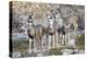 Wyoming, Sublette Co, Mule Deer Does and Fawns During Autumn Migration-Elizabeth Boehm-Premier Image Canvas