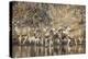 Wyoming, Sublette Co, Mule Deer Herd Crossing a River in Autumn-Elizabeth Boehm-Premier Image Canvas
