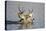 Wyoming, Sublette Co, Mule Deer Wimming Lake During Autumn Migration-Elizabeth Boehm-Premier Image Canvas