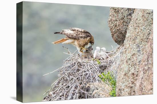 Wyoming, Sublette Co, Red-Tailed Hawk Feeding its Young in Nest-Elizabeth Boehm-Premier Image Canvas