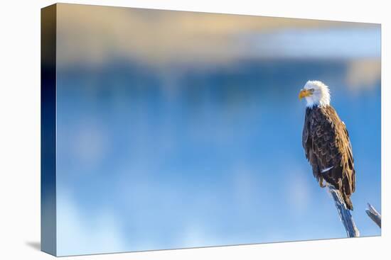 Wyoming, Sublette County, a Bald Eagle Roosts on a Snag Looking over Soda Lake-Elizabeth Boehm-Premier Image Canvas