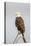 Wyoming, Sublette County, a Bald Eagle Roosts on a Snag-Elizabeth Boehm-Premier Image Canvas