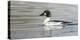 Wyoming, Sublette County, a Common Goldeneye Swims on an Icy Pond-Elizabeth Boehm-Premier Image Canvas