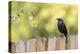 Wyoming, Sublette County, a Common Grackle Sits on a Fence in a Rainstorm-Elizabeth Boehm-Premier Image Canvas