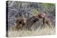 Wyoming, Sublette County, a Cow Moose Licks Her Newborn Calf-Elizabeth Boehm-Premier Image Canvas