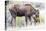 Wyoming, Sublette County, a Cow Moose Licks Her Newborn Calf-Elizabeth Boehm-Premier Image Canvas