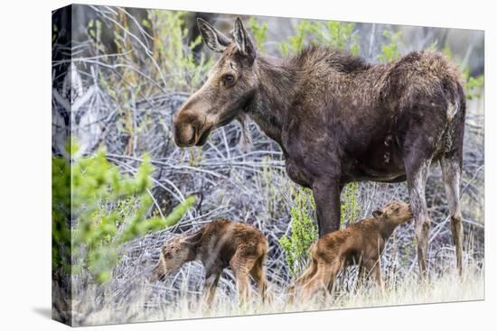 Wyoming, Sublette County, a Cow Moose Stands by Her Twin Newborn Calves-Elizabeth Boehm-Premier Image Canvas