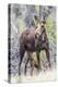 Wyoming, Sublette County, a Cow Moose Stands While Her Calf Nurses-Elizabeth Boehm-Premier Image Canvas