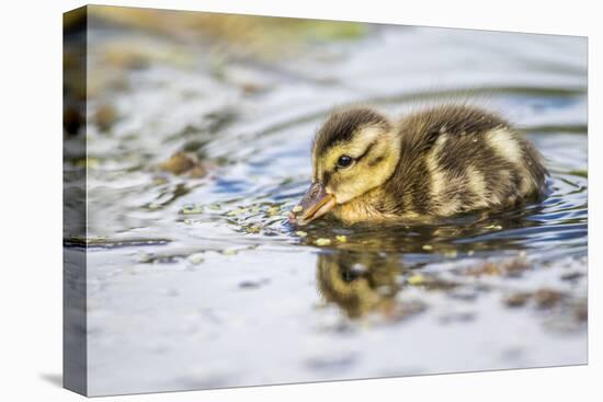 Wyoming, Sublette County, a Duckling Swims Amongst the Duckweed-Elizabeth Boehm-Premier Image Canvas