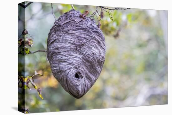 Wyoming, Sublette County, a Hornet's Nest Hangs from a Tree in the Autumn-Elizabeth Boehm-Premier Image Canvas