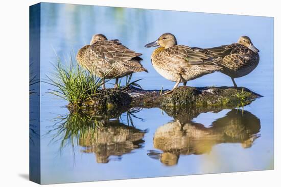 Wyoming, Sublette County, a Juvenile Cinnamon Teal Rest on a Small Mud Island in a Pond-Elizabeth Boehm-Premier Image Canvas