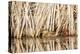 Wyoming, Sublette County, a Pair of Cinnamon Teal Hide in a Cattail Pond-Elizabeth Boehm-Premier Image Canvas