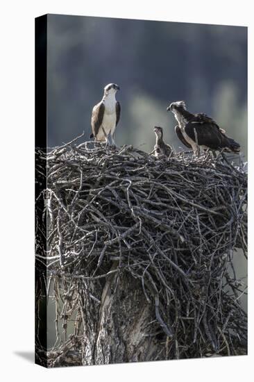 Wyoming, Sublette County, a Pair of Osprey with their Chick Stand on a Stick Nest-Elizabeth Boehm-Premier Image Canvas