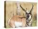 Wyoming, Sublette County, a Pronghorn Male Eating Forbes-Elizabeth Boehm-Premier Image Canvas