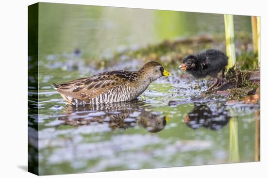 Wyoming, Sublette County, a Sora Feeds it's Chick in a Cattail Marsh-Elizabeth Boehm-Premier Image Canvas