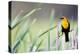 Wyoming, Sublette County, a Yellow-Headed Blackbird Male Straddles Several Cattails-Elizabeth Boehm-Premier Image Canvas