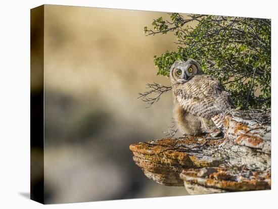 Wyoming, Sublette County, a Young Great Horned Owl Sits on a Lichen Covered Ledge-Elizabeth Boehm-Premier Image Canvas