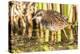 Wyoming, Sublette County, a Young Virginia Rail Forages in a Cattail Marsh-Elizabeth Boehm-Premier Image Canvas