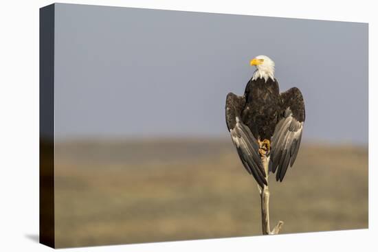 Wyoming, Sublette County. Adult Bald Eagle perching on a snag at Soda Lake-Elizabeth Boehm-Premier Image Canvas