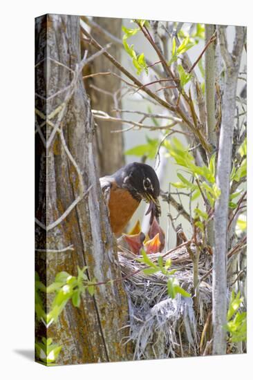 Wyoming, Sublette County, American Robin Feeding Nestlings Worms-Elizabeth Boehm-Premier Image Canvas