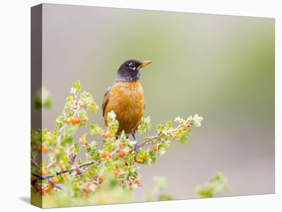 Wyoming, Sublette County, an American Robin Sits in a Current Bush-Elizabeth Boehm-Premier Image Canvas