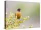 Wyoming, Sublette County, an American Robin Sits in a Current Bush-Elizabeth Boehm-Premier Image Canvas