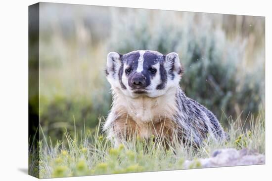 Wyoming, Sublette County. Badger standing in the sagebrush with mosquitoes attacking it's head-Elizabeth Boehm-Premier Image Canvas