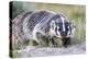 Wyoming, Sublette County. Badger walking in a grassland showing it's long claws-Elizabeth Boehm-Premier Image Canvas