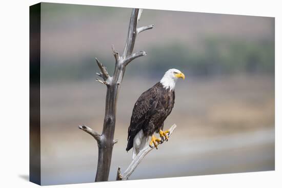 Wyoming, Sublette County, Bald Eagle Roosting on Snag-Elizabeth Boehm-Premier Image Canvas