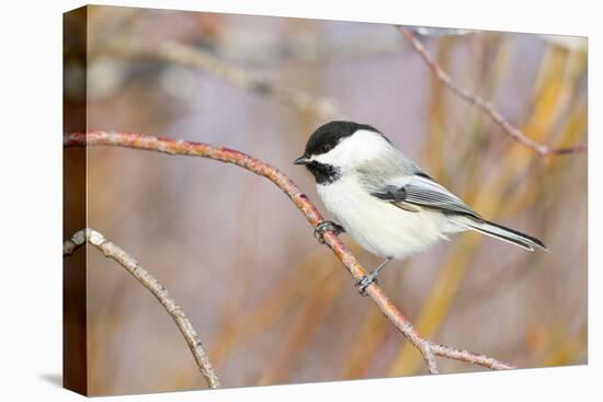 Wyoming, Sublette County, Black Capped Chickadee Perched on Will Stem-Elizabeth Boehm-Premier Image Canvas