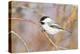 Wyoming, Sublette County, Black Capped Chickadee Perched on Will Stem-Elizabeth Boehm-Premier Image Canvas