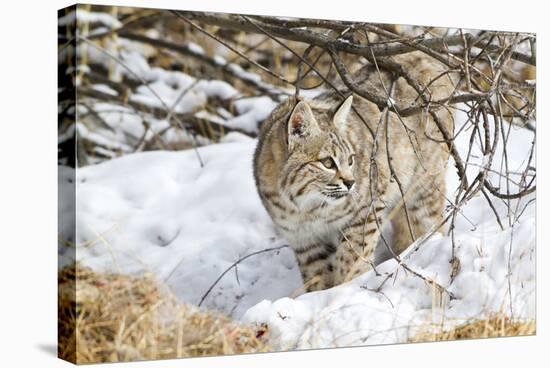 Wyoming, Sublette County, Bobcat in Winter-Elizabeth Boehm-Premier Image Canvas