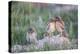 Wyoming, Sublette County, Burrowing Owl Chicks Stand at the Burrow Entrance and Lean on Each Other-Elizabeth Boehm-Premier Image Canvas