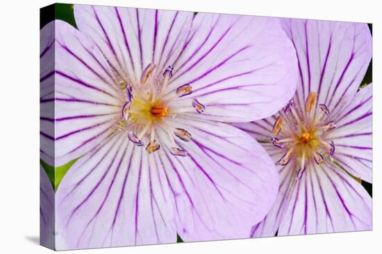 Wyoming, Sublette County, Close Up of Two Sticky Geranium Flowers-Elizabeth Boehm-Premier Image Canvas