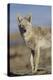 Wyoming, Sublette County, Coyote Walking Along Beach-Elizabeth Boehm-Premier Image Canvas