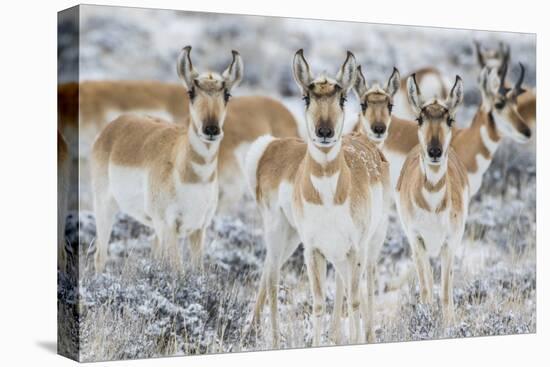 Wyoming, Sublette County. Curious group of pronghorn standing in sagebrush during the wintertime-Elizabeth Boehm-Premier Image Canvas