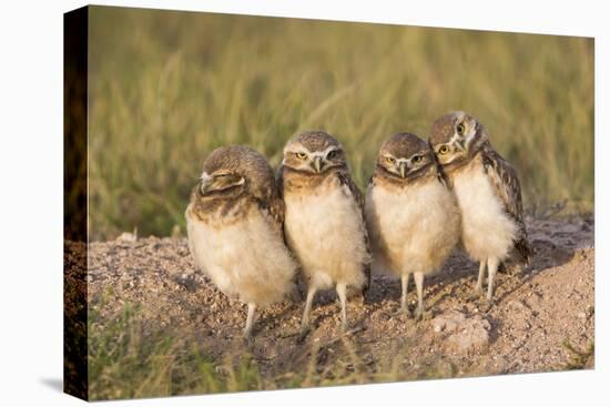 Wyoming, Sublette County. Four Burrowing Owl chicks stand at the edge of their burrow evening light-Elizabeth Boehm-Premier Image Canvas