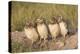 Wyoming, Sublette County. Four Burrowing Owl chicks stand at the edge of their burrow evening light-Elizabeth Boehm-Premier Image Canvas