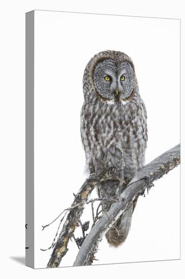 Wyoming, Sublette County, Great Gray Owl Portrait-Elizabeth Boehm-Premier Image Canvas