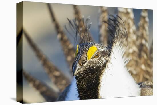 Wyoming, Sublette County, Greater Sage Grouse Head Shot-Elizabeth Boehm-Premier Image Canvas