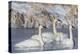 Wyoming, Sublette County. Group of five Trumpeter Swans sitting on a partially ice-covered pond-Elizabeth Boehm-Premier Image Canvas