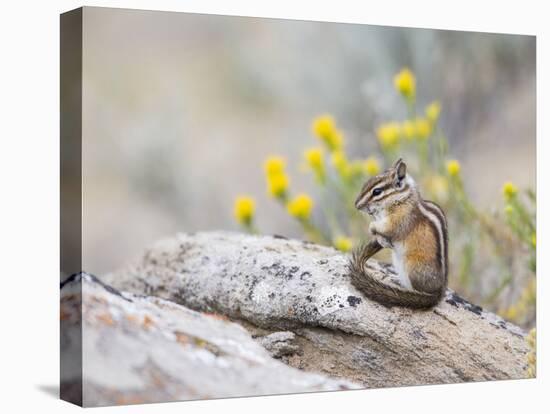 Wyoming, Sublette County, Least Chipmunk with Front Legs Crossed-Elizabeth Boehm-Premier Image Canvas