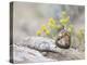 Wyoming, Sublette County, Least Chipmunk with Front Legs Crossed-Elizabeth Boehm-Premier Image Canvas