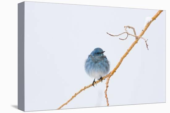 Wyoming, Sublette County, Migrating Mountain Bluebird Perched-Elizabeth Boehm-Premier Image Canvas