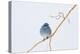 Wyoming, Sublette County, Migrating Mountain Bluebird Perched-Elizabeth Boehm-Premier Image Canvas