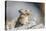 Wyoming, Sublette County, Pika with Mouthful of Plants for Haystack-Elizabeth Boehm-Premier Image Canvas