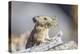 Wyoming, Sublette County, Pika with Mouthful of Plants for Haystack-Elizabeth Boehm-Premier Image Canvas