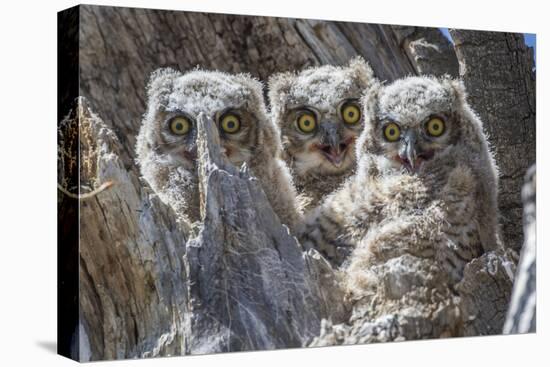 Wyoming, Sublette County. Pinedale, three Great Horned owl chicks look out from their nest-Elizabeth Boehm-Premier Image Canvas