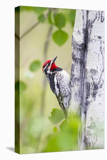 Wyoming, Sublette County, Red Naped Sapsucker on Aspen Tree-Elizabeth Boehm-Premier Image Canvas